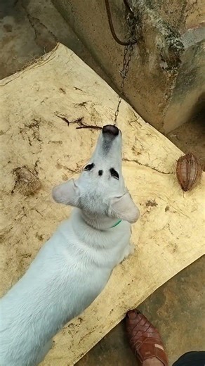 #labrador jumping Rocky Bhai😍 cute Labrador dog🥰😍