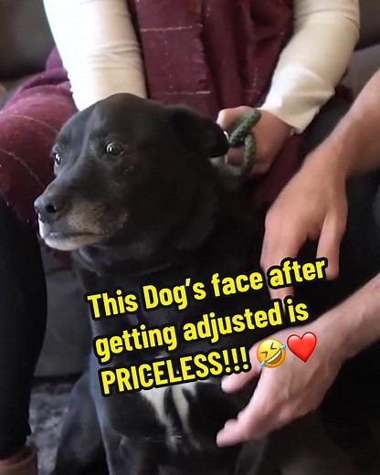 Dog Chiropractor Adjusts Dog's Face - Funny Animal Chiropractic Video