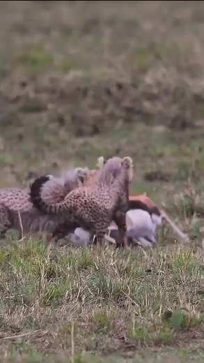 Observing cheetah kittens practise their hunting abilities on an antelope is a lovely demonstration of nature's training ground. In the golden light of the African savanna, a trio of cheetah kittens run in the thick grass, full of limitless energy and unquenchable curiosity, avidly exploring their surroundings under their mother's watchful eye. The cubs then jump forward with remarkable agility, chasing and pouncing on the antelope in a flash of speed belied by their youth. Their mother understa