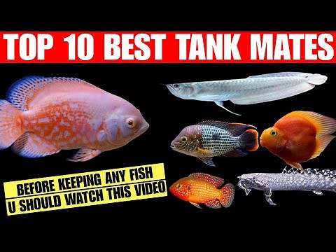 Top 10 Best Oscar Fish Tank Mates