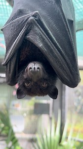 Variable Flying Fox, Peaches, is just hanging out and getting all tucked in for her afternoon nap. We hope your #MondayMood is equally as relaxed! 🦇🥱 | Lubee Bat Conservancy