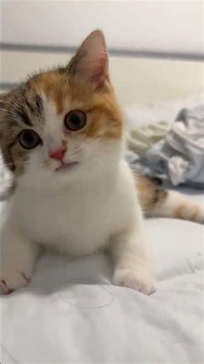 cats meowing loudly,