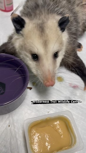 1.4K views · 277 reactions | I got him eating a little bit. If anyone...