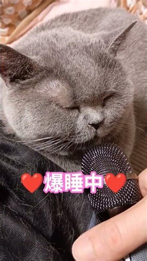 イビキをかいて爆睡中の猫#shorts #cat #british #ブリティッシュショートヘア #ねこ