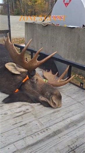 Maine Moose Hunt #hunting #northernmaine #wildlife #outdoors