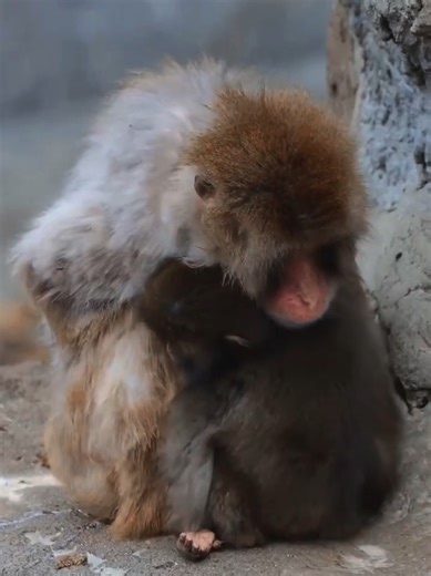 The Touching Bond of Japanese Macaques