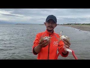 Catching horseshoe crabs in the sea