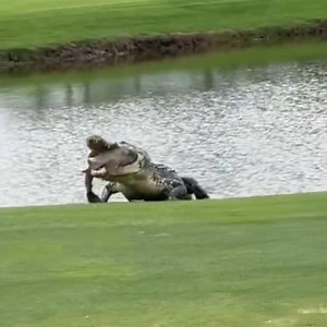 Watch a giant gator enjoy a big lunch on the golf course