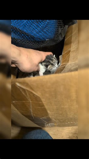 2.3K reactions · 58 shares | The home of the Long Island Ducks, workers spotted a mom cat nursing her baby's right before the season was being prepared to start. 殺 | John Debacker | Facebook