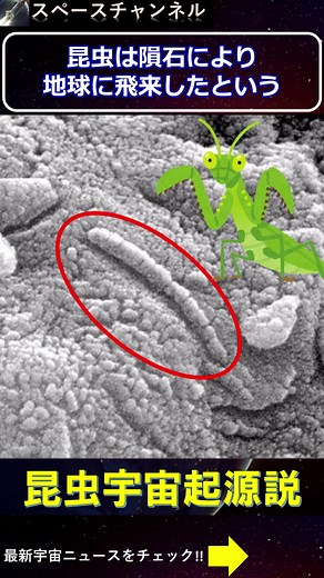 昆虫宇宙起源説！？隕石に乗って地球へやってきた！？