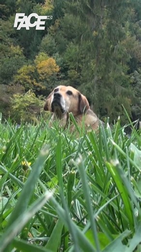 FACE TV on Instagram: "📽 Bendžo, Halidov cuko, nakon njegove smrti niti jede niti pije! Vlado Pejić otkriva detalje! FACE u domu Bešlića."