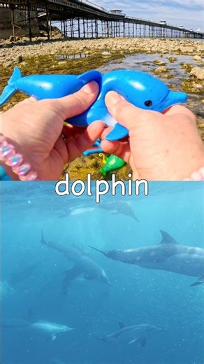 Learn at the Pier | Sea Animal Names for Kids: Narwhal Guitarfish Dolphin Seal Manta Ray
