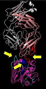 Mapping Antibody-Antigen Interactions