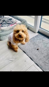 48K views · 5.3K reactions | Send help… I’m in the doghouse  I...