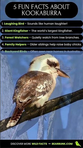 5 Fun Facts About the Kookaburra Australia’s Laughing Bird