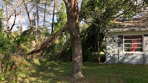 When trees fall, like in Friday's storms, who pays for the damage?