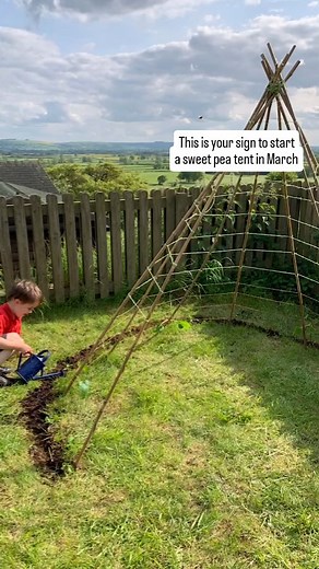 Lara Winter on Instagram: "🌸 I'll be attempting a bigger structure this spring, so keep following to see what it is🌸 But for now: If you want a fully covered sweet pea tent this summer, you can start your seeds in late Feb/early March. What you’ll need: 7ft (~215cm) bamboo canes (I used 9) String A bit of compost A variety of sweet pea plants (approx. 16) Some pre grown runner bean plants (I used 4) Some pre grown pea plants (I had 3) How to do it: • position the bamboo canes mak