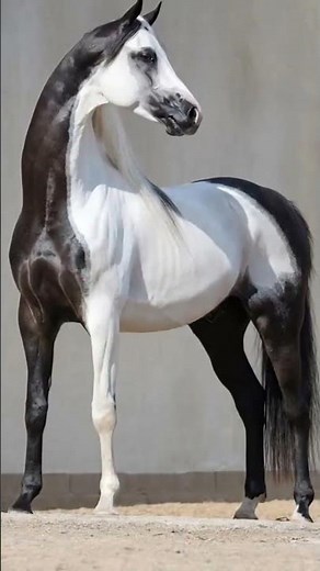 🐎 Stunning Black & White Horse | Majestic Beauty in Motion ✨