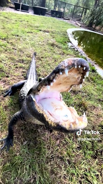 Understanding Florida's Nuisance Gators and Safety Tips