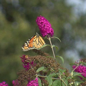 1.4K views · 56 reactions | After the rain, comes the ... monarch...