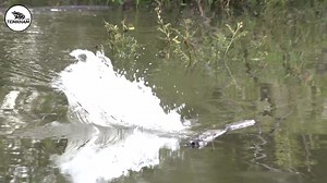 Snakehead in Thailand | Temkham Lure - เต็มคำ ลัวร์