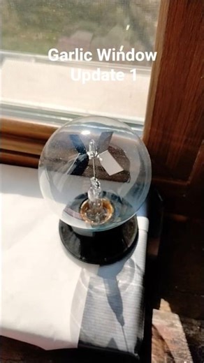 Garlic Window Update 1 #gardening