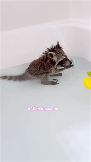 316K views · 6.8K reactions | This is the cutest thing you’ll see all day | Animal Memes | Facebook