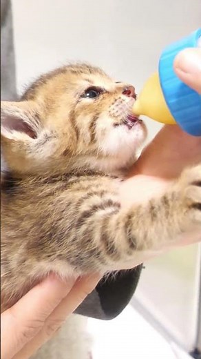 子猫がカワイイ鳴き声でミルクをおねだりします【赤ちゃん猫 保護猫】 #kitten #好きな子猫 #cat #cute #gatto #子ネコ #meow #kitty #エウレカねこ部