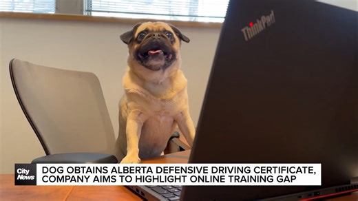 Dog obtains Alberta defensive driving certificate, Provincial government to review