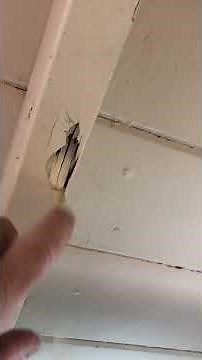 Drywood Termite Damage