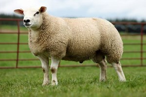 Texel sheep - Alchetron, The Free Social Encyclopedia