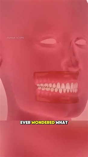 health | remedies | fitness on Instagram: "How Tooth extraction procedure is performed? 🤯🦷 Follow @thecarecures for more healthy facts - - - - - - - - #healthy #healthybod #healthylifestyle #healthybodyhealthymind"