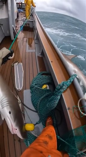 53K views · 231 reactions | “POV Shark Attack Hits So Hard the Camera Almost Falls!”#POVReal #SharkStrike #ViralMoment #fblifestyle | Abyss Predator Raw | Facebook