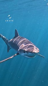 Blue Shark Coming In For A Close Look | White Shark Ocean