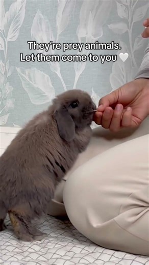 5 Mistakes Every Bunny Owner Makes #bunny #rabbit #pets #petcare #petvideos #mybunny