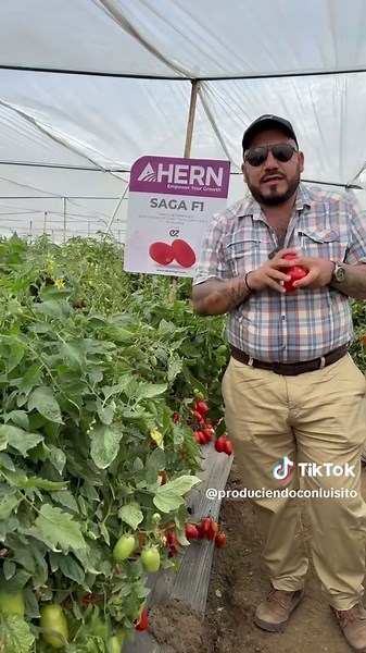 Mañana Jueves 04 de Diciembre tendremos un Live a las 9:00AM para ver: Saga. Optimo. Maximo. Conectate.