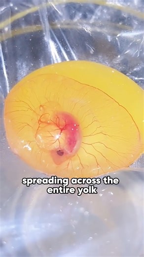 Man Hatches Turtle Egg Without Shell 🐢 #animals #pets #rescue #shortfeed #turtle