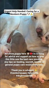 Urgent Help Needed: Caring for a Newborn Puppy 🐶🙏
