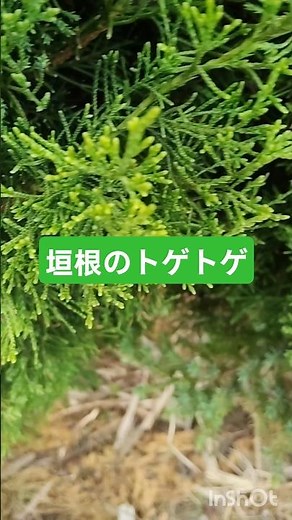 カイズカイブキのチクチクする枝を手入れして無くす方法は切り落とすしか無い、庭木の剪定、くねぎ、垣根、庭じまい