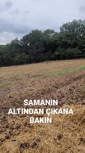 118K views · 426 reactions | SAMANIN ALTINDAN ÇIKAN HAYVAN ŞAŞIRTICI. #av #avcı #hunt #hunter #keklik #keklikavı #partridge #partridgehunting #rabbit #rabbithunting #duck #durckhunting #trap #skeet #keşfet #global #kaz #kazavı #quail #bıldırcın #üveyik #dove #dovehunting #quailhunting #bıldırcınavı #üveyikavı #tahtalıavı #pigeonhunting #wildboarhunting | Faruk Akkaya Av ve Yaban | Facebook