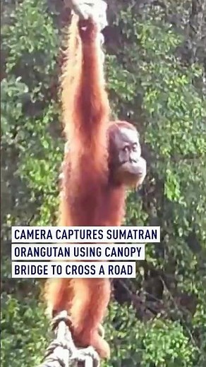 Camera captures Sumatran orangutan using canopy bridge to cross a road