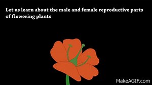 Sexual Reproduction in Flowering Plants on Make a GIF