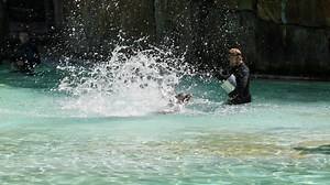 Man And Animal Videos: Download 6,116+ Free 4K & HD Stock Footage Clips - Pixabay