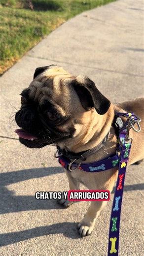 Historia del Pug: El Pug es una de las razas más antiguas del mundo. Su historia comienza en China hace más de 2,000 años, donde era criado como perro de compañía por la realeza china. Eran tan valorados que vivían en palacios, tenían cuidadores propios y eran considerados símbolos de estatus y buena fortuna. En el siglo XVI, comerciantes holandeses llevaron al Pug a Europa, donde rápidamente conquistó a la nobleza. Fue la raza favorita de casas reales como la Casa de Orange en Holanda y más tar