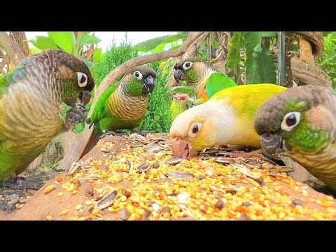 Look at this green-cheeked bird! It's so cute and sings so much, Green cheek conure sounds.