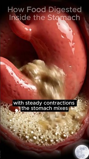 Real Time Food Digestion Inside the Stomach
