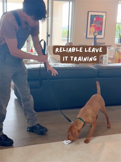 Effective Dog Training: Teaching