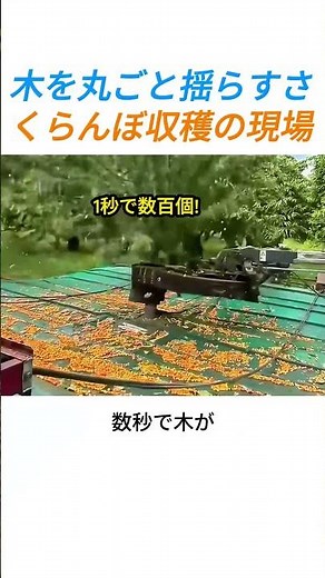 木を丸ごと揺らすさくらんぼ収穫の現場