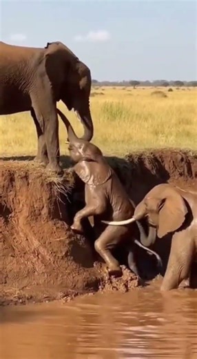 Strength in Unity: An Elephant Baby Overcomes the Mud with Family Aid