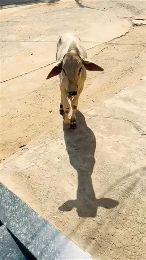 खूबसूरत जर्सी गाय 🐄✨ | Jersey Cow Viral Video #gay #cow #cowvideos #shorts